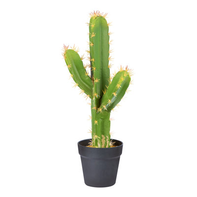 Cactus Centerpiece in Pot