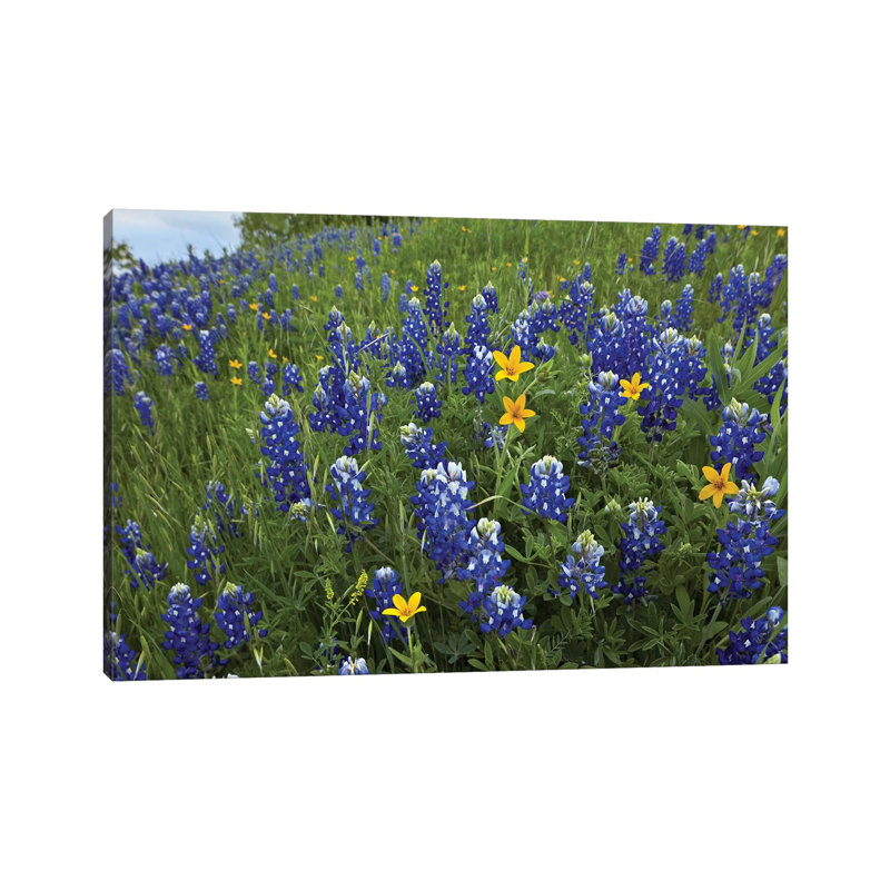 Bluebonnet And Texas Yellowstar Meadow, Cedar Hill State Park, Texas by Tim Fitzharris - Wrapped Canvas Print