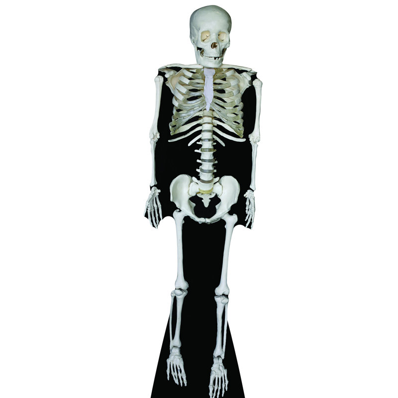 Skeleton Cardboard Standup