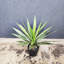 Agave artificielle Sansevieria