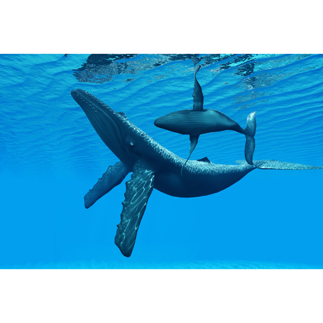Humpback Whale - Wrapped Canvas Print