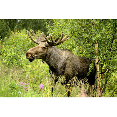 Wild Bull Moose in Autumn par Janmiko - Photographie sur toile tendue