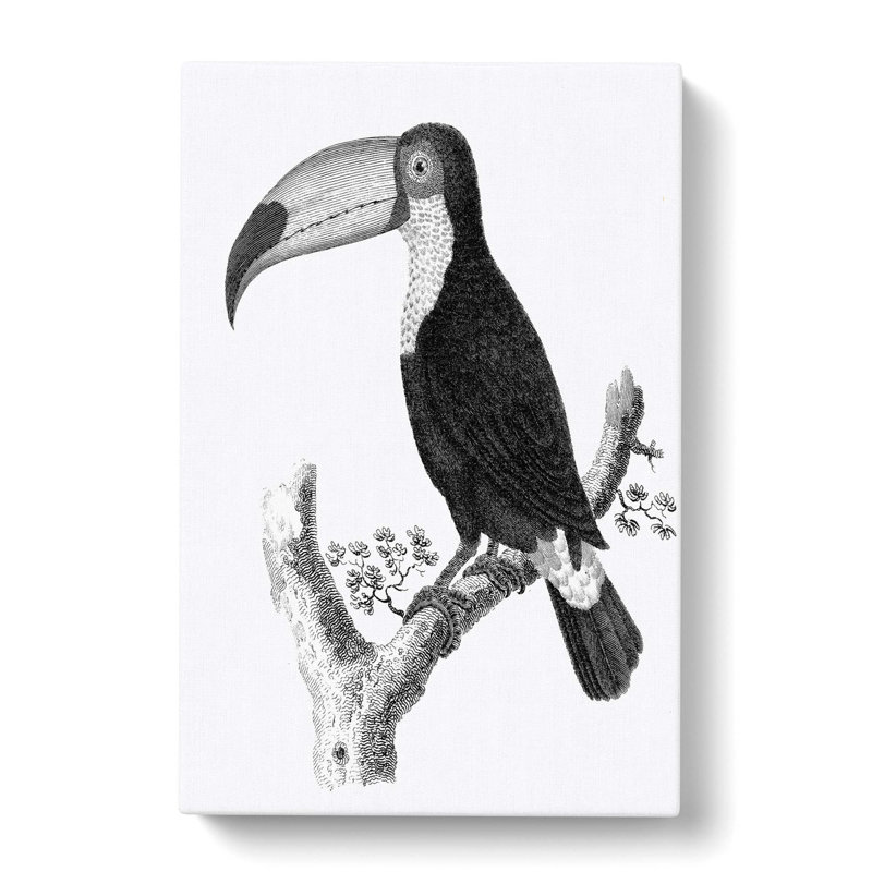 Toucan In Black & White by George Shaw - Wrapped Canvas, 50cm H x 35cm W x 3cm D