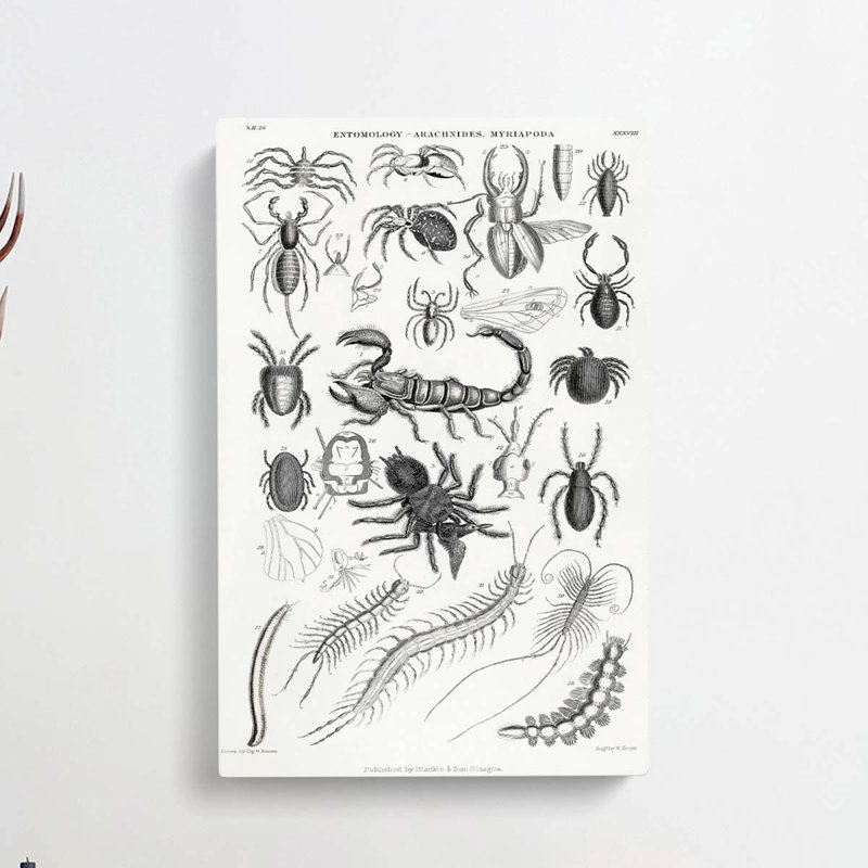 Study Of Insects Xxxviii by Oliver Goldsmith - Wrapped Canvas, 76cm H x 50cm W x 3cm D