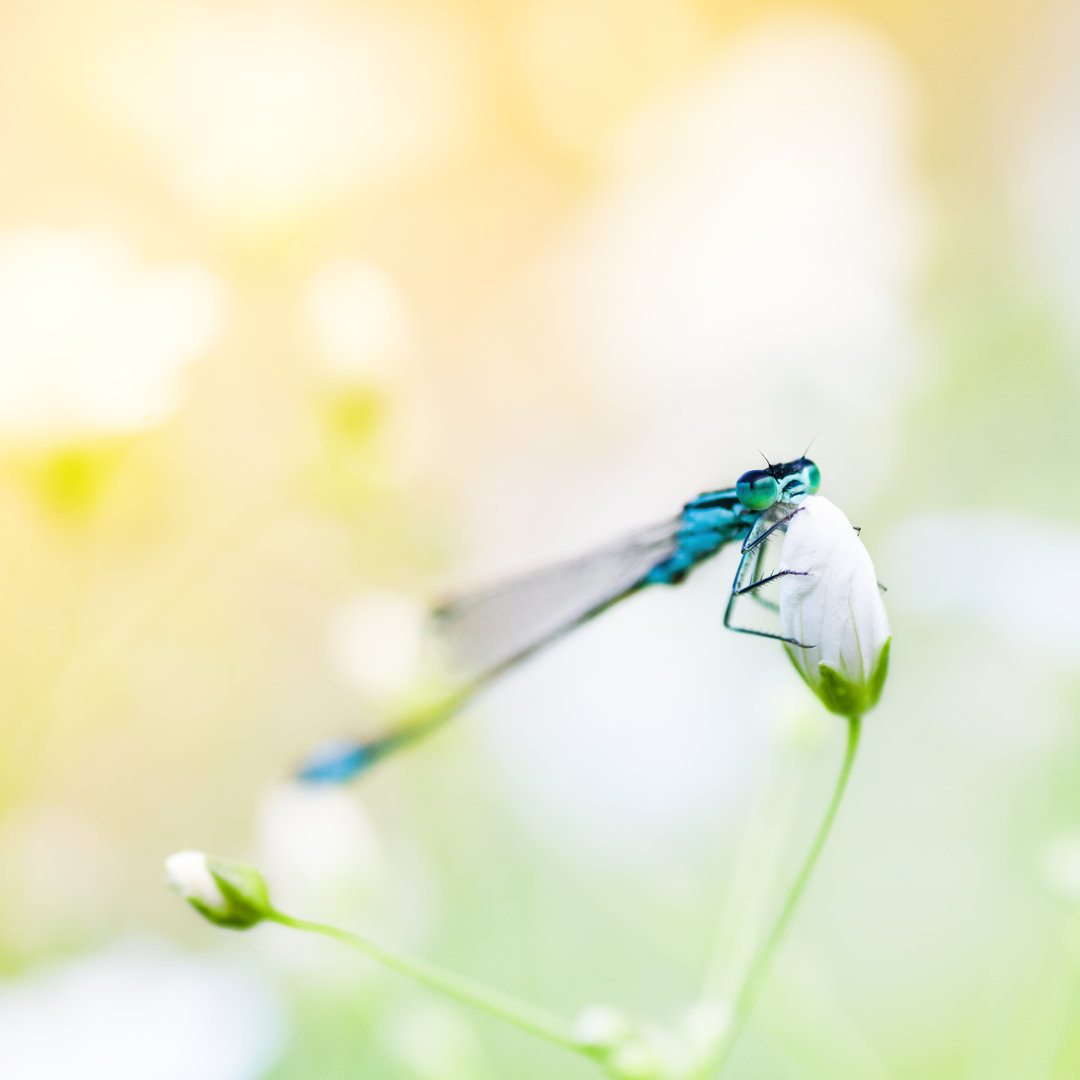 Dragonfly On Blossom von TommL - Druck