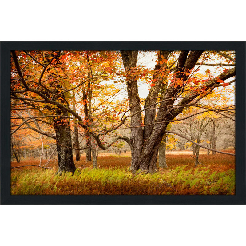 «Crossing Paths», reproduction de photo, H 33,5 po x l 49,5 po x P 1 po, Cadre espresso