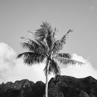 " Monochrome Hawaiian Palm "