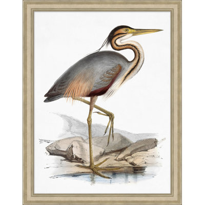 Coastal Ornithology 1' Framed Graphic Art Print on Glass