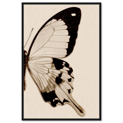 " Animals Sepia Butterfly II Insects "