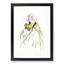 Gouldian Finch by Elizabeth Gould - Picture Frame Art Print-55608624-55608626