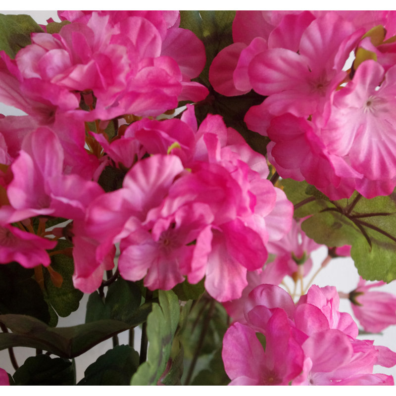 Douille géranium, Fuchsia