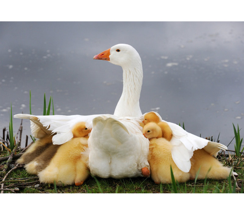Wrapped Canvas Print, 76.2 cm H x 50.8 cm W