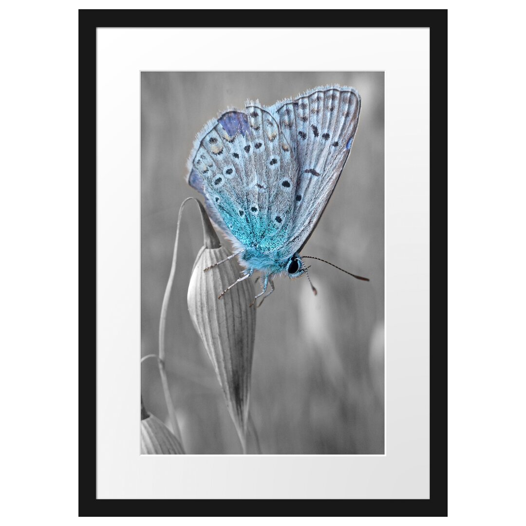 Gerahmtes Poster Wunderschöner blauer Schmetterling