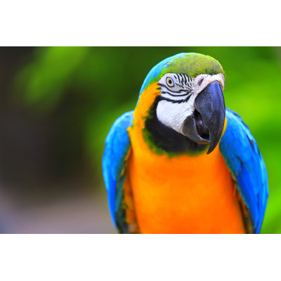 Blue and Yellow Macaw by Agustavop