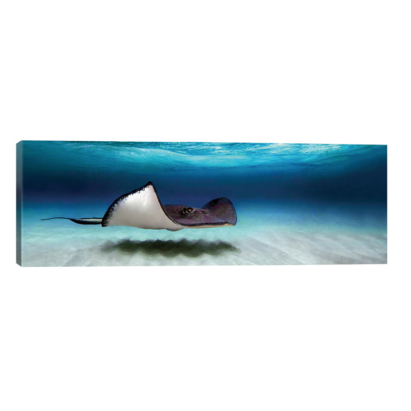 Southern Stingray, North Sound, Grand Cayman, Cayman Islands - Wrapped Canvas Panoramic Print