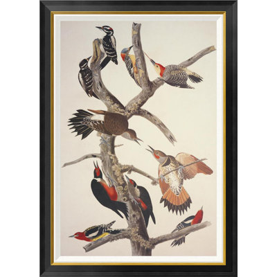 " Hairy Woodpecker " by James Audubon