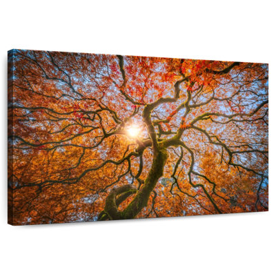 Harnek Japanese Maple Tree