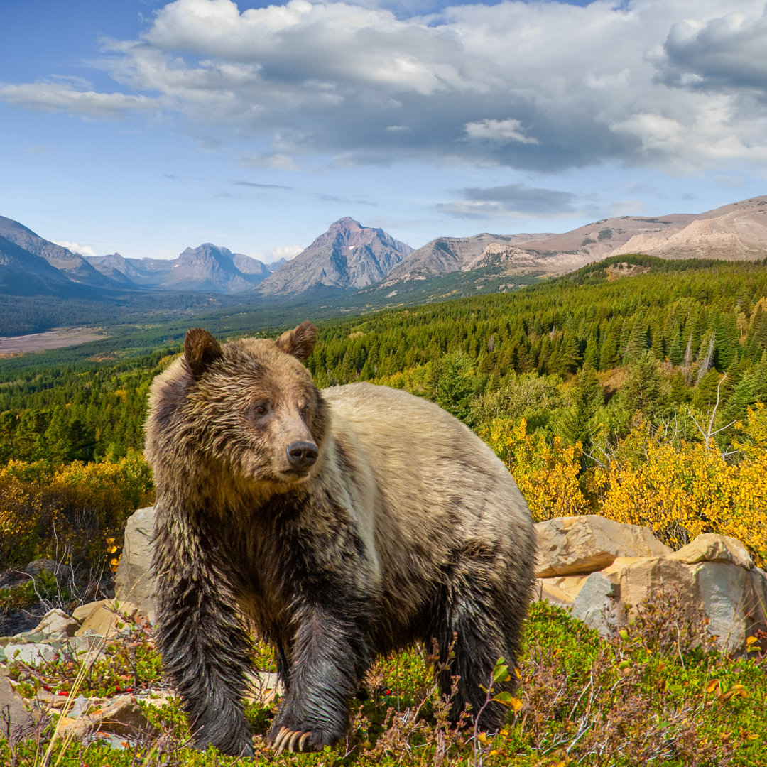 Grizzlybär im Glacier National Park von JeffGoulden - Ohne Rahmen auf Leinwand drucken