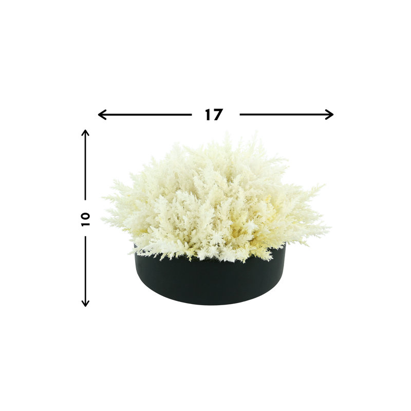 Pampas Grass in Round Fiberstone Planter
