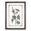 Ivy Pustulata by Shirley Hibberd - Picture Frame Painting Print-55770334-55770333