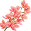 Tige d'orchidée Cymbidium-100334945