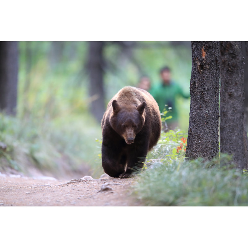 American Black Bear by Frank FichtmÃ¼ller - Wrapped Canvas Print, 51cm H x 76cm W
