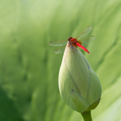 Libellule Tigner rouge sur lotus