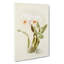 Magnolia Flowers Illustration Tab.12 by Frederick Sander - Wrapped Canvas Print-55307779