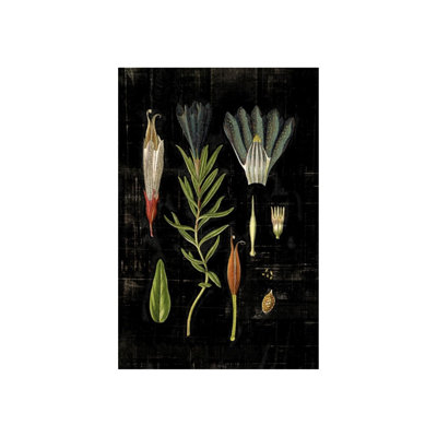 Botanical Study IV by Michelle Bennett - Graphic Art on Canvas