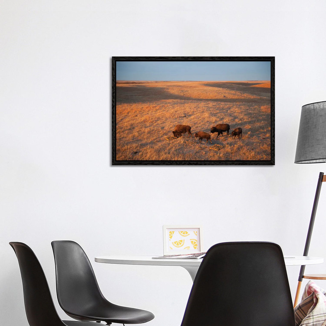 A Herd Of Bison Roam On A Ranch Near Valentine, Nebraska I von Joel Sartore - Gallery-Wrapped Canvas Giclée on Canvas