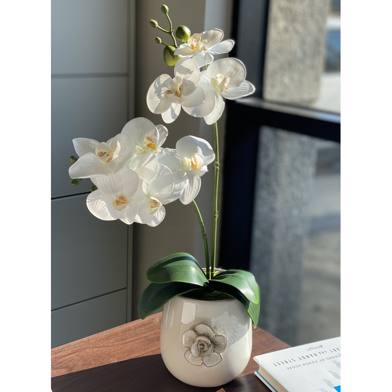 Orchid Arrangement in Planter