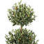 152cm Plant