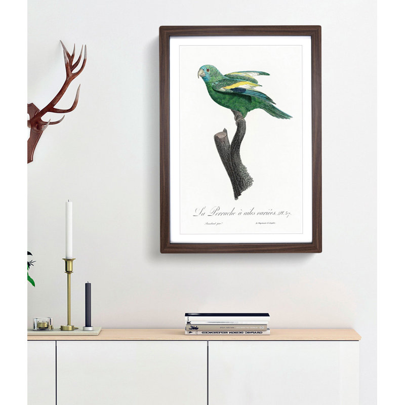 White-Winged Parakeet by F. Levaillant - Framed Print, 36cm H x 27cm W x 2cm D, Walnut Framed
