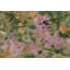 Floral Area Rug