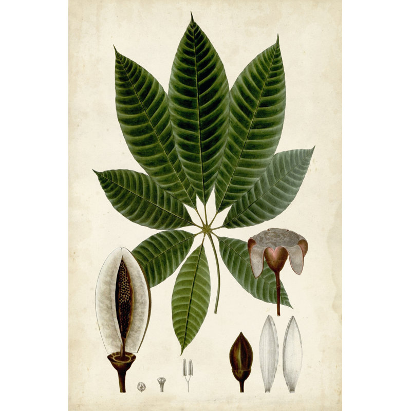 Verdant Foliage VII - Wrapped Canvas Print, 46cm H x 30cm W x 3.8cm D