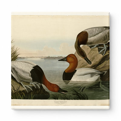 Canard sur toile (plaque CCI) - art mural carré sur toile