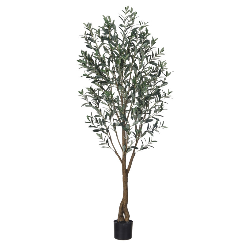 Olive toscane en pot 6 pi UV