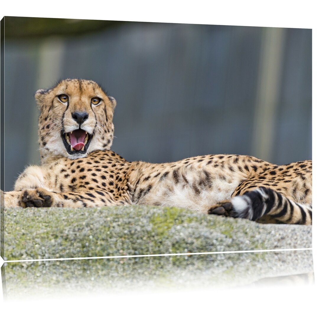 Leinwandbild Schlafender Gepard