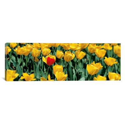 Tulipes panoramiques dans un champ, reproduction de photo sur toile en jaune