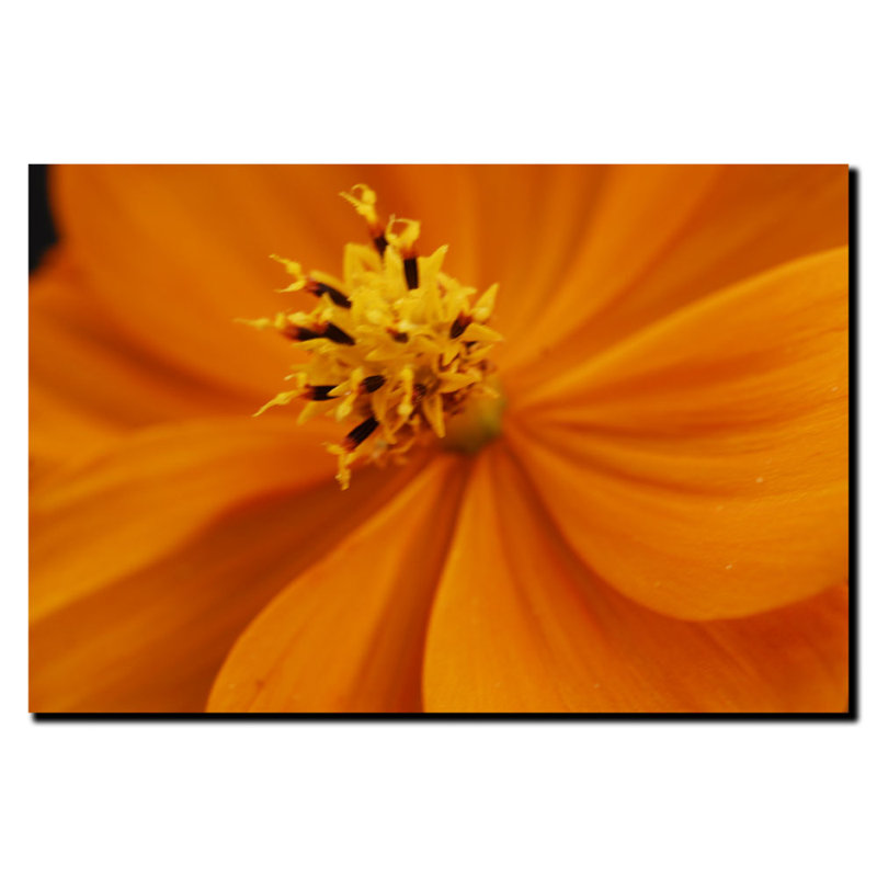 Orange Flower Photographic Print on Canvas with Black Frame