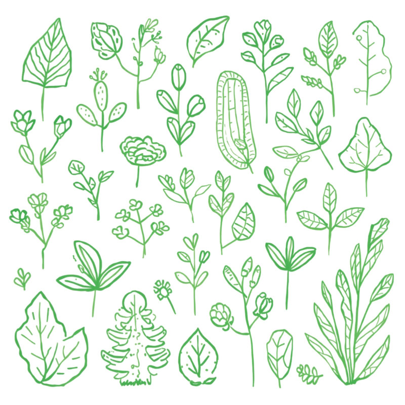 Tapis de bain Green Botanical Illustration, L 24 po x L 17 po