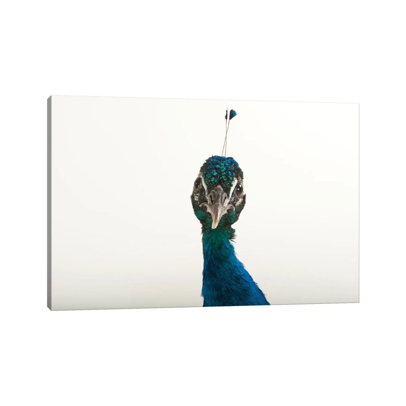 An Indian Blue Peafowl At The Lincoln Children's Zoo by Joel Sartore - Gallery-Wrapped Canvas Giclée on Canvas, Canvas