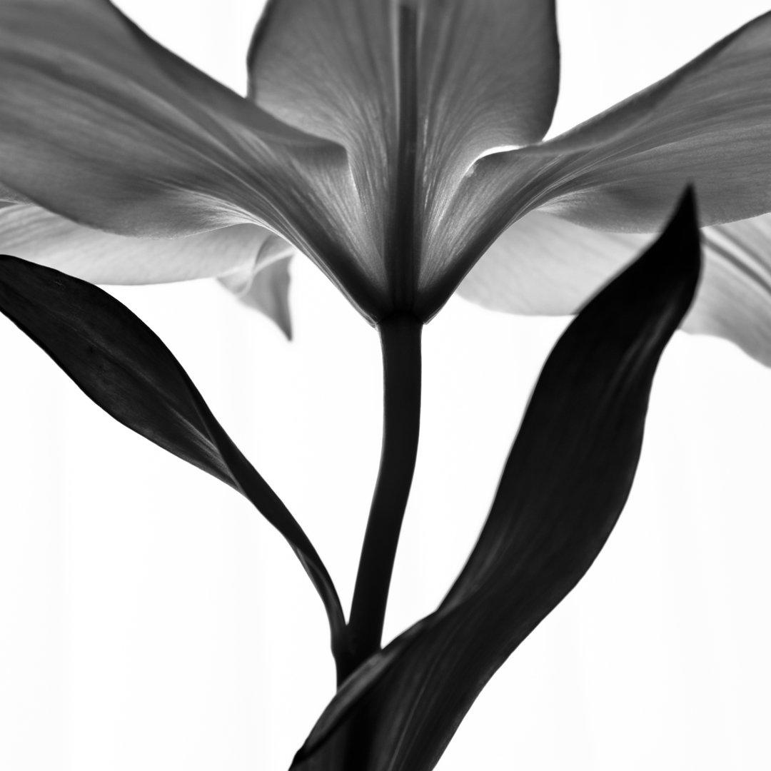 A Stunning Black And White Lily von Letty17 - Leinwand Kunstdrucke