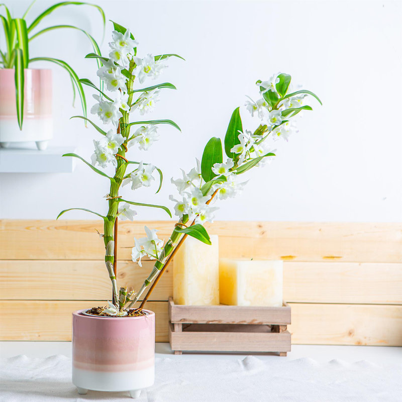 Ceramic Pot Planter, 13.5cm H x 14cm W x 14cm D, Pink