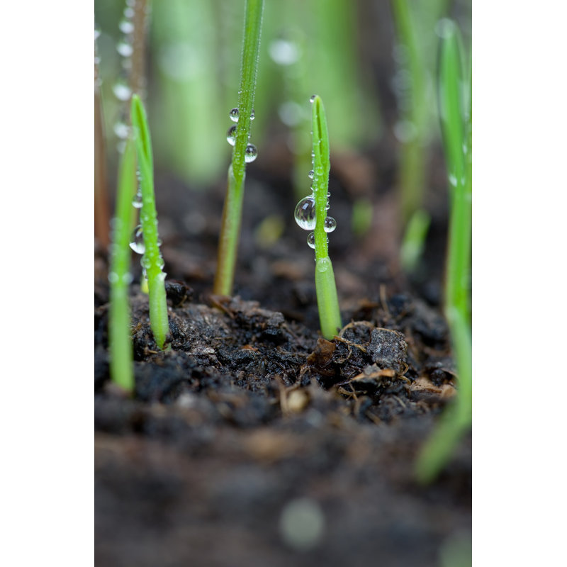 Plant with water drops, 46cm H x 30cm W