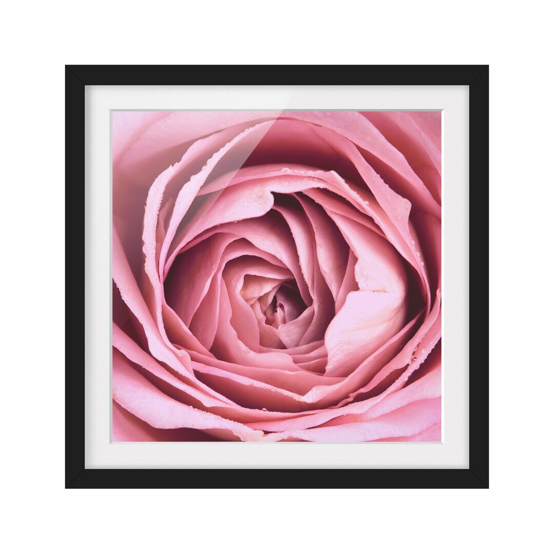 Gerahmtes Poster Pink Rose Flower