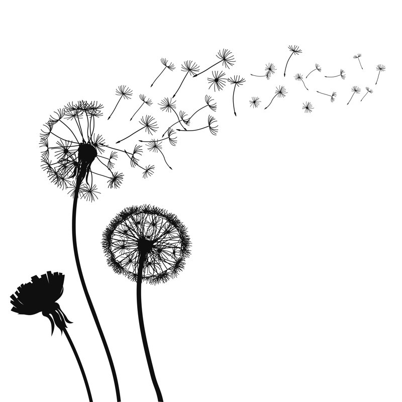 Abstract Black Dandelions by Pavlo Stavnichuk - Wrapped Canvas Print, 30cm H x 30cm W