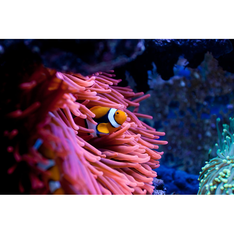 Clownfish Amphprion Percula - Photographie sur toile tendue, L 12 po x H 8 po