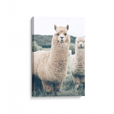 Alpaca Charm Canvas Print