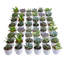 48 Piece Costa Farms Live Mini Succulent Low Maintenance Plant in Ceramic Pot